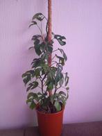 Prachtige Monstera met mosstok, Huis en Inrichting, Kamerplanten, Overige soorten, In pot, Minder dan 100 cm, Groene kamerplant