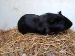 Cavia zeugje, Dieren en Toebehoren, Knaagdieren, Cavia, Vrouwelijk, Januari, Tam
