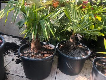 2 stuks Trachycarpus Fortunei in pot beschikbaar voor biedingen