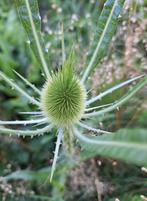 Dipsacus fullonum, grote kaardebol zaden, Tuin en Terras, Ophalen of Verzenden, Volle zon