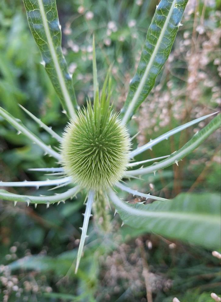 Dipsacus fullonum, grote kaardebol zaden, Tuin en Terras, Bloembollen en Zaden, Volle zon, Ophalen of Verzenden