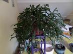Senior lidcactus, Huis en Inrichting, Ophalen, 100 tot 150 cm, Halfschaduw, Bloeiende kamerplant