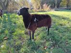 Zwartbles ram stamboek NZS, Dieren en Toebehoren, Mannelijk, Schaap