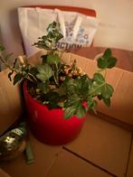 Gratis Klimop Plantje met Pot, Overige soorten, In pot, Minder dan 100 cm, Groene kamerplant