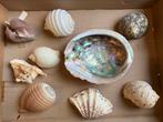 ❤️ Div. schelpen doopvont hippopus abalone tonna strombus, Verzamelen, Mineralen en Fossielen, Schelp(en), Ophalen of Verzenden