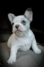 Franse Bulldog merle puppy, Rabiës (hondsdolheid), 15 weken tot 1 jaar, Reu, Bulldog