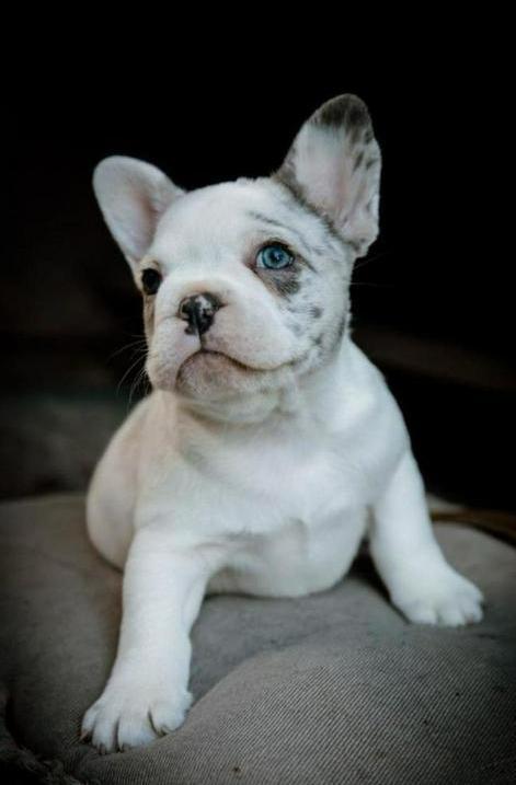 Franse Bulldog merle puppy, Dieren en Toebehoren, Honden | Bulldogs, Pinschers en Molossers, Reu, Bulldog, Particulier, Eén hond