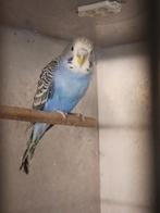 Grasparkiet 8 weken oud, Dieren en Toebehoren, Vogels | Parkieten en Papegaaien, Mannelijk, Parkiet