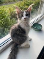 Maine coon kater, Dieren en Toebehoren, Katten en Kittens | Raskatten | Langhaar, Kater, Gechipt