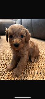 Mini doodle pups, Dieren en Toebehoren, CDV (hondenziekte), 8 tot 15 weken, Meerdere, Meerdere dieren