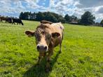 Skal gecertificeerde 62,5% jersey stier te koop, Dieren en Toebehoren, Mannelijk