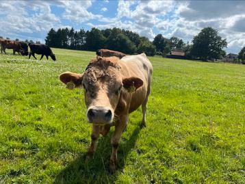 Skal gecertificeerde 62,5% jersey stier te koop beschikbaar voor biedingen
