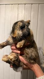 Kleurmix dwerg, Mannelijk, Dwerg