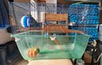 Knaagdieren kooi/gerbils, Ophalen, Zo goed als nieuw, Kooi, Minder dan 60 cm