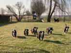 Grote Zwitserse sennenpups met stamboom, Meerdere, Meerdere dieren, Nederland, Particulier