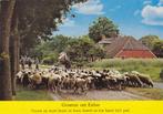 Exloo. Groeten uit.  Schaapskudde., Verzamelen, Ansichtkaarten | Nederland, Ophalen, 1960 tot 1980, Gelopen, Drenthe