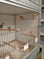 Putter/kanarie bastaarden broed 2025 met putter zang, Mannelijk, Wildzangvogel