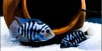 Convict cichlids / zebra cichlide koppel!!, Dieren en Toebehoren, Vissen | Aquariumvissen, Vis