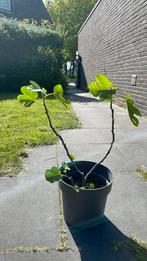 Ficus Carica (vijg), Ophalen, Minder dan 100 cm, Vijgenboom