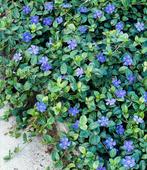 vinca minor p9, Ophalen of Verzenden, Bodembedekkers, Halfschaduw