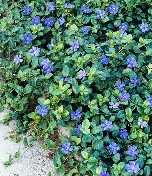 vinca minor p9, Tuin en Terras, Planten | Tuinplanten, Bodembedekkers, Halfschaduw, Ophalen of Verzenden