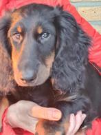 Teckel pup Standaard . Teckelsvandenkloosterterpen,, Dieren en Toebehoren, Honden | Teckels en Dashonden, Standaard, CDV (hondenziekte)