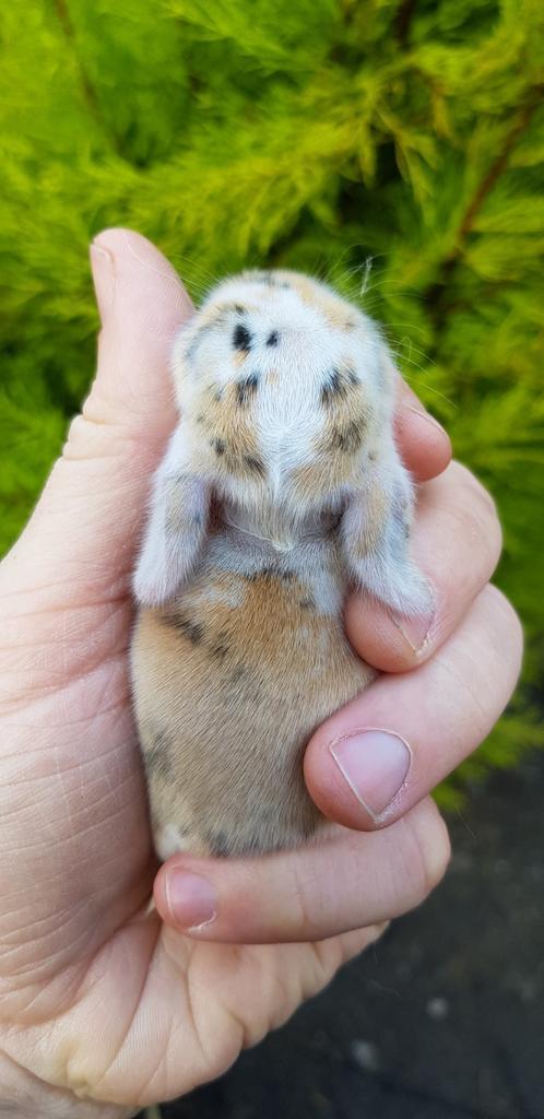 Dwerghangoortjes / minilops x teddy widder (Rabbit Ranch), Dieren en Toebehoren, Konijnen, Dwerg, Meerdere dieren, Hangoor