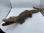 Opgezette Krokodil / Alligator, Verzamelen, Dierenverzamelingen, Ophalen of Verzenden, Gebruikt, Reptiel of Amfibie, Opgezet dier
