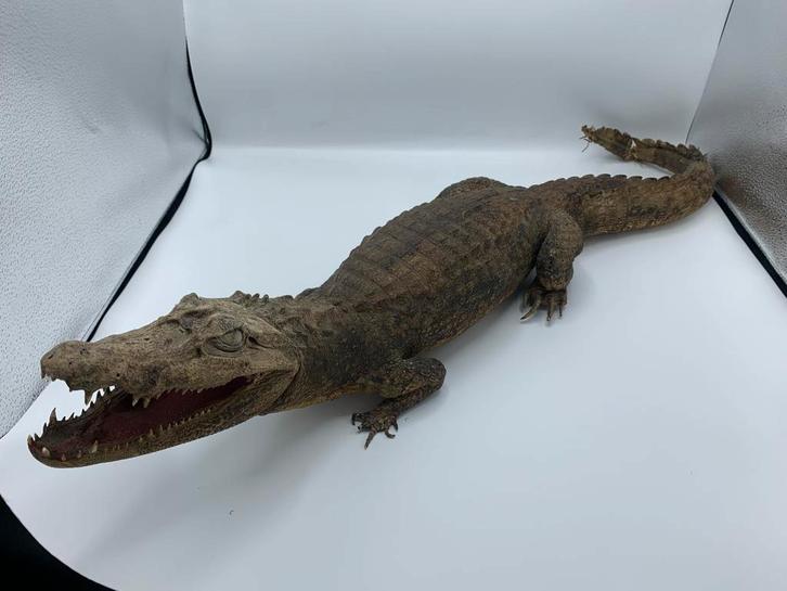 Opgezette Krokodil / Alligator, Verzamelen, Dierenverzamelingen, Gebruikt, Opgezet dier, Reptiel of Amfibie, Ophalen of Verzenden