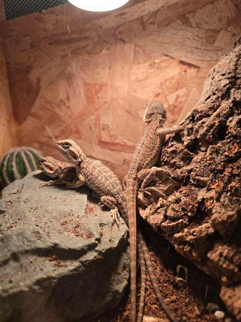 Baardagamen, Dieren en Toebehoren, Reptielen en Amfibieën, Amfibie