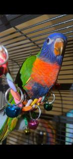 Lori van de blauwe bergen, Dieren en Toebehoren, Vogels | Parkieten en Papegaaien, Mannelijk, Papegaai, Geringd