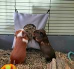 * Hooizakje voor cavia's of konijnen NIEUW HANDGEMAAKT, Www.Karinasdierenwebshop.nl, Www.Karinasdierenwebshop.nl, Www.Karinasdierenwebshop.nl