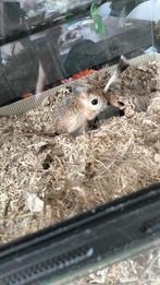 Spring muizen, Januari, Meerdere dieren, Muis