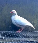 Rode patrijzen, zilver - wildkleur en wildkleur, Meerdere dieren, Tropenvogel, Geringd