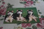 Honden Postkaart - 3 Siberian Husky liggen samen, Polen, Verzenden, 1980 tot heden, Ongelopen, Hond of Kat