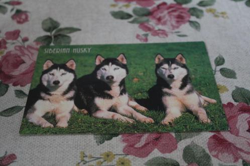 Honden Postkaart - 3 Siberian Husky liggen samen, Polen, Verzamelen, Ansichtkaarten | Dieren, Ongelopen, 1980 tot heden, Hond of Kat