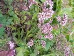 oregano, Tuin en Terras, Kruiden, Zomer, Vaste plant, Ophalen