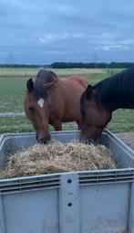 Verzorger gezocht, Dieren en Toebehoren, Ophalen, Nieuw