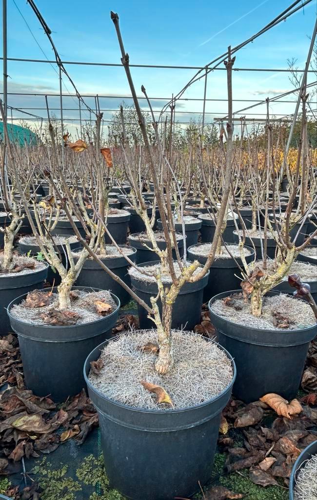 Syringa Sensation in 5L pot, Tuin en Terras, Planten | Bomen, Overige soorten, Minder dan 100 cm, Volle zon, Lente, In pot, Ophalen of Verzenden