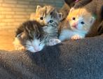 3 schattige kittens, Dieren en Toebehoren, Katten en Kittens | Overige Katten, Meerdere dieren, 0 tot 2 jaar