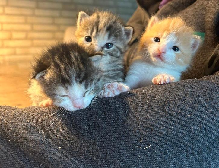 3 schattige kittens, Dieren en Toebehoren, Katten en Kittens | Overige Katten, Meerdere dieren, 0 tot 2 jaar