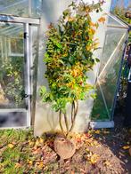 Parrotia persica, Overige soorten, Lente, 100 tot 250 cm, Ophalen