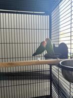 Koppel agapornissen met kooi en kuikens, Ophalen, Zo goed als nieuw, Metaal, Volière