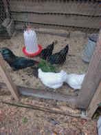 barnevelder krielen, Meerdere dieren, Kip