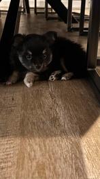 Prachtige Pomchi pups, Dieren en Toebehoren, Honden | Chihuahua's en Gezelschapshonden, Overige rassen, CDV (hondenziekte), 8 tot 15 weken