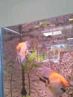 2 maanvissen 7 maanden oud 10 cm groot, Dieren en Toebehoren, Vissen | Aquariumvissen, Vis, Zoetwatervis