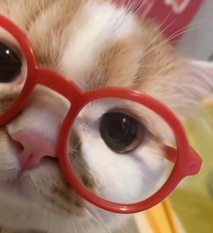 katten oppas, Dieren en Toebehoren, Kattenspeelgoed, Zo goed als nieuw, Ophalen of Verzenden