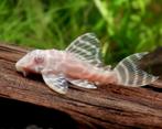 Hypancistrus sp. L333 Albino or Albino king tiger pleco, Dieren en Toebehoren, Vis