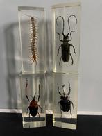 Insecten in hars, Dieren en Toebehoren, Insecten en Spinnen, Overige soorten