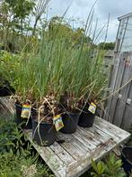 Pampas gras of cortaderia selloana hebben al pluimen gegeven, Ophalen, Vaste plant, Siergrassen, Halfschaduw
